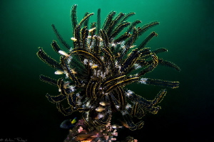 feather star (Dauin, Philippines) by Mathieu Foulquié 